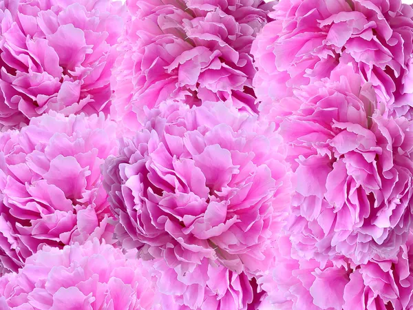 Ροζ peonies - floral φόντο — Stok fotoğraf