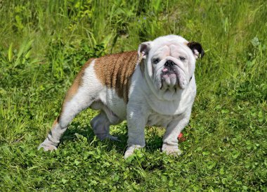 genç İngilizce bulldog