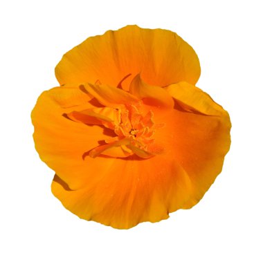 Bir Çiçekli Portakal Çiçeği Yakın plan