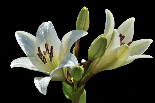 Zwei Blüten der weißen Lilie mit Wassertropfen in der Sonne — Stockfoto