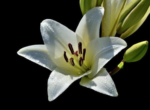 One flower of white lily with droplets of water 
