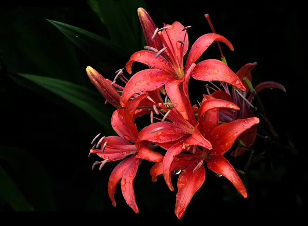 Lirios rojos con gotitas de lluvia sobre negro . —  Fotos de Stock