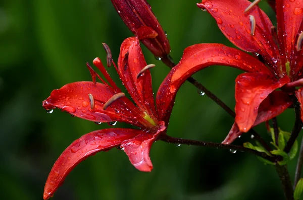 Lirios rojos con gotitas de lluvia —  Fotos de Stock