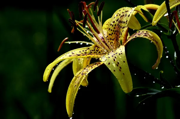 Yağmur sonra güneş parlak sarı kaplan lily — Stok fotoğraf