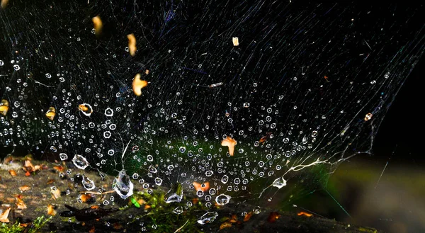Rainy Autumnal Evening Shiny Water Drops Spiderweb Yellow Dry Fall — Stock Photo, Image