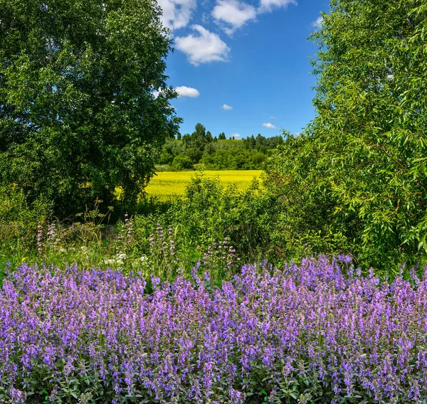 Piękny Letni Krajobraz Fioletowymi Ultrafioletowymi Lawendowymi Dzikimi Kwiatami Łące Skraju — Zdjęcie stockowe