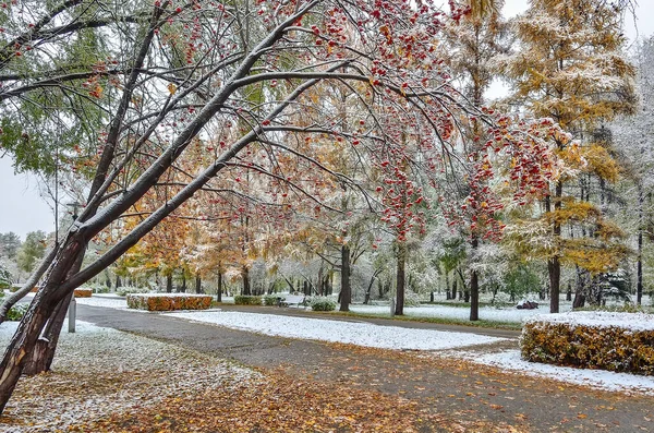 Первый Снегопад Красочном Осеннем Городском Парке Поздний Осенний Пейзаж Ветка — стоковое фото
