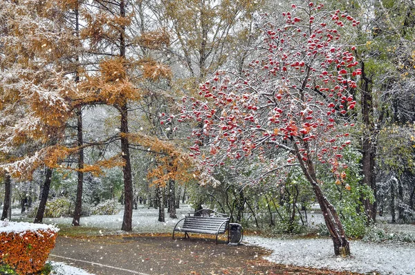 Erster Schneefall Stadtpark Spätherbstliche Oder Frühwinterliche Landschaft Goldene Flauschige Nadeln — Stockfoto