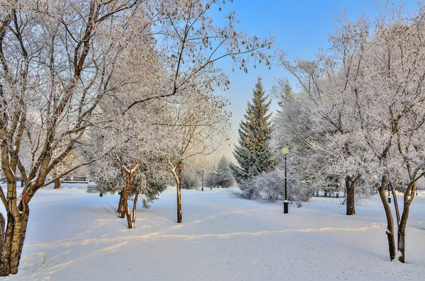 Słoneczny Zimowy Poranek Parku Miejskim Pokrytym Mrozem Puszyste Drzewa Rime — Zdjęcie stockowe