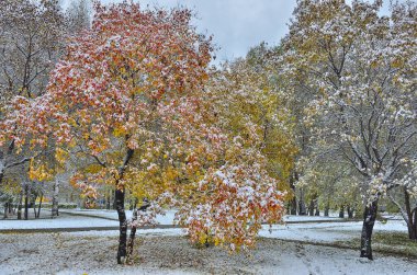 İlk kar yağışından sonra şehir parkında renkli bir elma ağacı. Sonbaharın sonları ya da kış başları. Altın yapraklar ve beyaz kar kaplı kırmızı meyveler. Peri masalı. Kar parkındaki patika