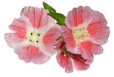 Pink Godetia Clarkia flowers isolated on white clipart