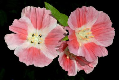Pink Godetia Clarkia flowers isolated on black clipart