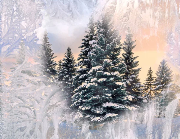 Pembe Günbatımında Muhteşem Karlı Köknar Ağaçlarının Buzlu Desenlerle Kaplı Bir — Stok fotoğraf
