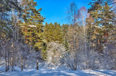 Güneşli kozalaklı ebediyen yeşil ormandaki kış manzarası. Kış Rus Ormanı 'nın peri masalı. Yeşil çam ağaçları, çam ağaçları, yumuşacık karla kaplı köknar ağaçları. Buz ve güneş - sağlıklı ve temiz hava, doğanın güzelliği 