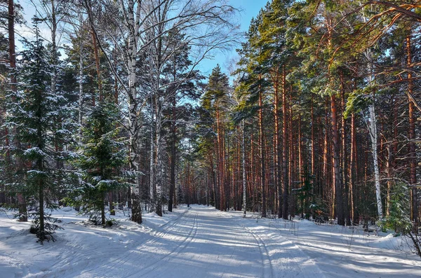 在寒冷的阳光灿烂的天气里 冬天漫步在常绿的针叶松林中 人行道和滑雪场上的雪地生活方式和冬季休闲的概念 空气的水晶纯度和大自然的美景 — 图库照片