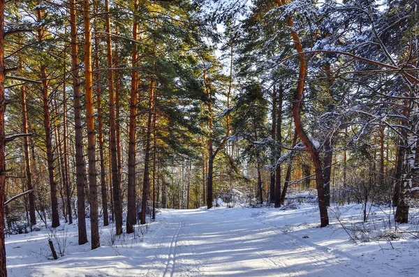 Paseo Invierno Bosque Pinos Coníferas Siempreverdes Con Clima Soleado Helado — Foto de Stock