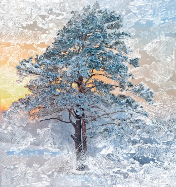 美丽的松树 白雪覆盖 白霜覆盖 夕阳西下 透过冰冻的窗玻璃看风景 霜冻冰雕 金色日落或日出阳光下的抽象冬季背景 — 图库照片