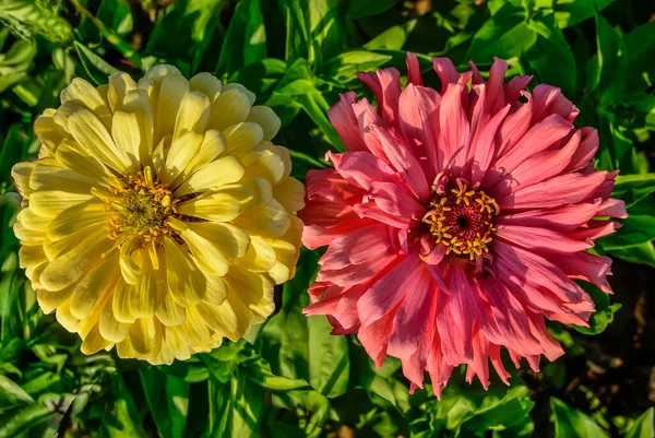 Zwei Lachsfarbene Und Gelb Gefärbte Zinnia Blüten Schließen Sich Auf — Stockfoto