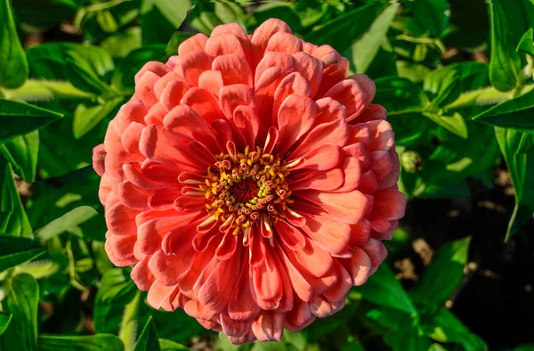 One Salmon Colored Zinnia Flower Close Green Leaves Background Delicate — Stock Photo, Image