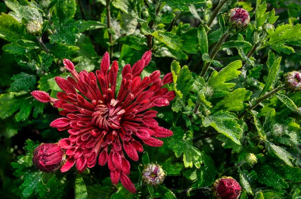 Koreanische Nadel Mit Löffelförmigen Blütenblättern Chrysanthemum Koreanum Sorte Mit Silberroten — Stockfoto