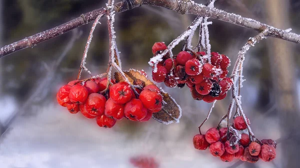 Frozen Red Bright Rowan Berries Twigs White Hoarfrost Covered Winter — Fotografia de Stock