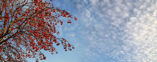 Rowan Tree Branches Red Berries Blue Sky Wonderful White Fluffy — Foto Stock