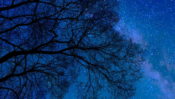 Silhouette Bare Tree Branches Starry Night Sky Background Milky Way — ストック写真