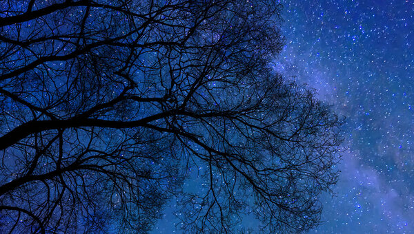 Silhouette of bare tree branches on starry night sky background with Milky Way. Glittering twinkling stars light through black branches - harmony and idyllic awe, infinity of heaven. Beauty of nature