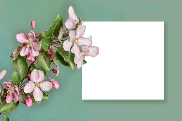 Spring Blossoming Twig Apple Tree White Blank Sheet Paper Pale — Stock Photo, Image