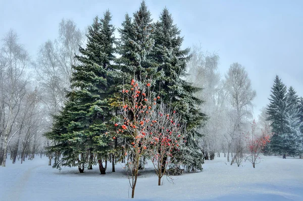 Green Fir Trees Rowan Trees Red Berries Snowy Winter City — Photo