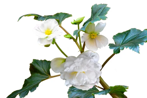 Απαλά Άνθη Λευκής Διπλής Μπιγκόνιας Κοντά Λευκό Φόντο Απομονωμένα Μπεγόνια — Φωτογραφία Αρχείου