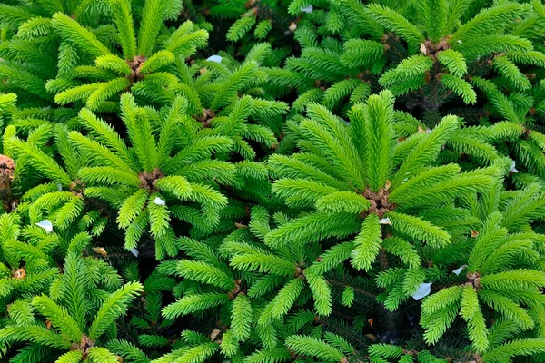 Picea Abies Épinette Naine Avec Des Aiguilles Printemps Vert Pâle — Photo