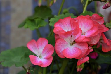 Pembe Geranium Pelargonium çiçekleri bulanık arkaplanı kapatır. Bahar ya da yaz çiçekli arka plan. Süs bitkisi - çiçekçilik, bahçe düzenleme, peyzaj konsepti
