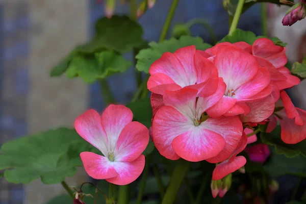 Leuchtend Rosa Geranium Pelargonium Blühen Aus Nächster Nähe Auf Verschwommenem — Stockfoto