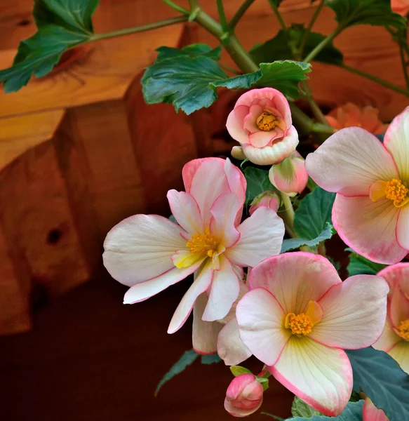 Begonia Tuberhybrida Zarte Weiße Rosa Blüten Nahaufnahme Floraler Hintergrund Leuchtende — Stockfoto