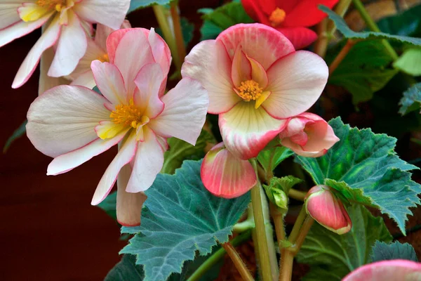 Begonia Tuberhybrida Zarte Weiße Rosa Blüten Nahaufnahme Floraler Hintergrund Leuchtende — Stockfoto