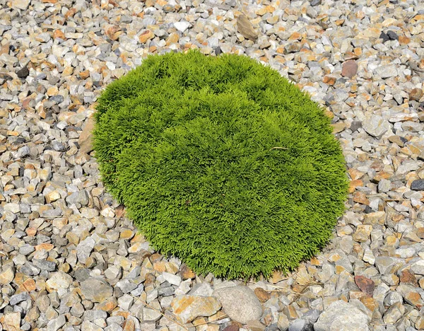 Thuja Occidentalis Teddy Eastern Arborvitae Dwarf Spherical Evergreen Conifer Stony — Stock Photo, Image