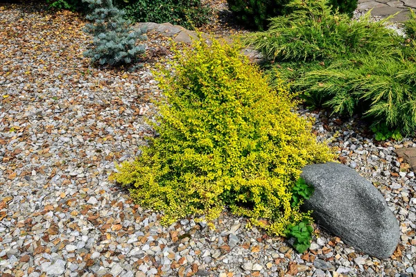 Cultivar Thunbergs Barberry Berberis Thunbergii Aurea Βραχώδη Κωνοφόρο Κήπο Φωτεινός — Φωτογραφία Αρχείου