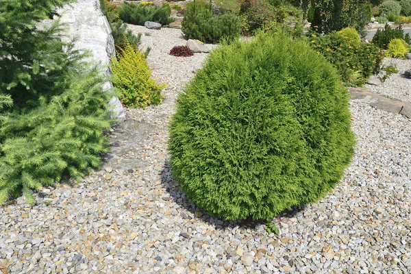 Thuja occidentalis 'Danica', doğu arborvitae - kozalaklı bahçedeki cüce küresel kozalaklı kozalak. Bahçe veya peyzaj tasarımı için güzel kozalaklı süs bitkisi