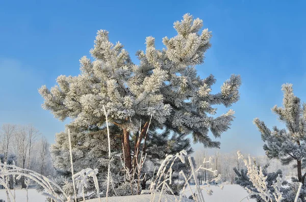 小松树 覆盖着蓬松的霜冻 靠近雪地的森林 阳光明媚 冬日的美丽背景 关于冬季 天气预报或冬季美景的童话 — 图库照片