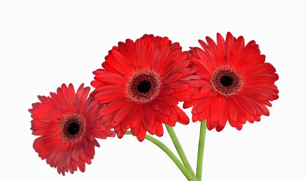 Tre Bouquet Fiori Gerbera Rosso Vivo Vicino Isolato Sfondo Bianco — Foto Stock