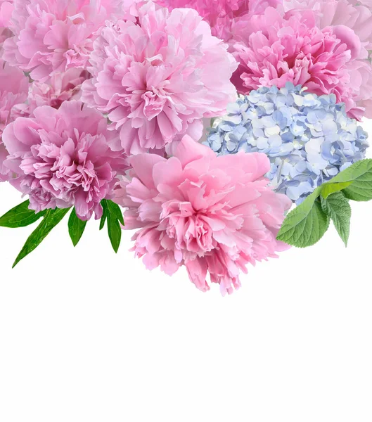 Όμορφη Άνοιξη Floral Περίγραμμα Ροζ Παιώνιες Και Μπλε Λουλούδια Ορτανσία — Φωτογραφία Αρχείου