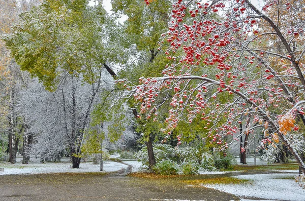 Erster Schneefall Stadtpark Spätherbstliche Oder Frühwinterliche Landschaft Goldenes Und Grünes — Stockfoto