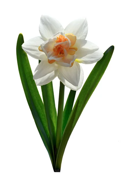 Singolo Elegante Bianco Con Fiore Spugna Arancio Narciso Primo Piano — Foto Stock