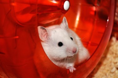 Beyaz hamster