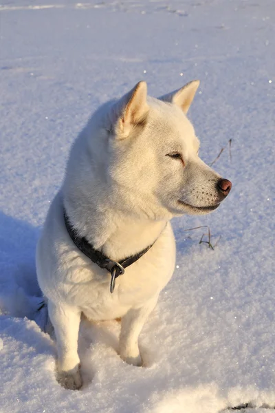 Cão Shiba Inu — Fotografia de Stock