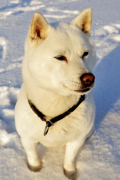 Cão Shiba Inu — Fotografia de Stock