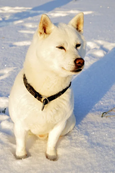 狗 shiba inu — 图库照片