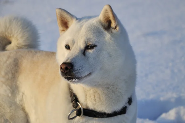 Hond shiba inu — Stockfoto