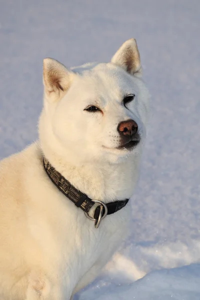 köpek shiba Inu